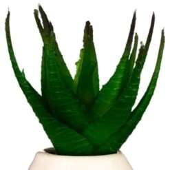 B&M Small Succulent -Home Accessories Shop 380107 small succulent 4