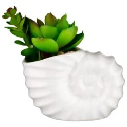 B&M Scandi Shore Small Shell Succulent -Home Accessories Shop 380110 small shell succulent