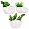 B&M Scandi Shore Small Shell Succulent -Home Accessories Shop 380110 small shell succulent group