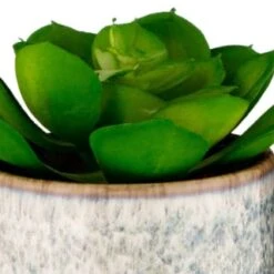 B&M Scandi Shore Succulent -Home Accessories Shop 380125 scandi succulent 2