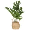 B&M Cheese Plant In Seagrass -Home Accessories Shop 380244 cheese plant in seagrass pot