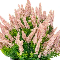 Bloom Heather In Plant Pot - Light Pink -Home Accessories Shop 392828 heather in plant pot light pink 2