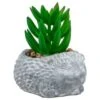 Bloom Mini Animal Succulent - Hedgehog -Home Accessories Shop 392859 mini animal succulent