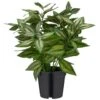 Bloom Basic Plant -Home Accessories Shop 392860 basic plant