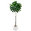 Bloom Premium Bay Tree -Home Accessories Shop 392873 premium bay tree
