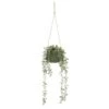 B&M Hanging Foliage In Green Ceramic Pot -Home Accessories Shop 394335 hanging green pot foliage