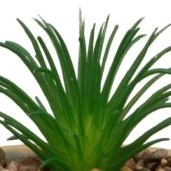 Home Accessories Shop -Home Accessories Shop 394663 small succulent stone 2