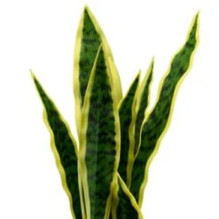 B&M Snake Plant In Pot 5 B&M Snake Plant In Pot -Home Accessories Shop 394719 snake plant in pot 2